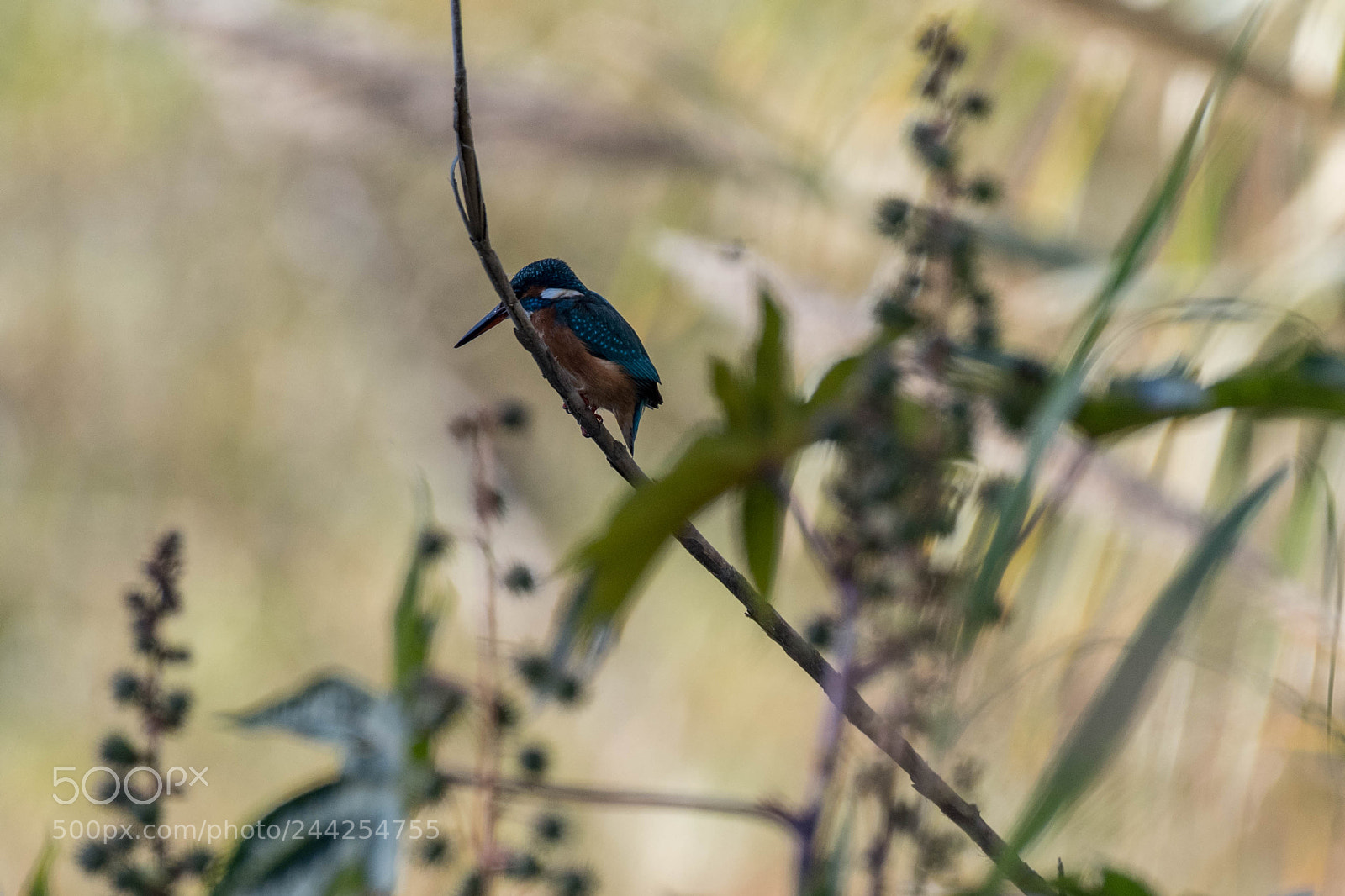 Nikon D500 sample photo. Aves photography