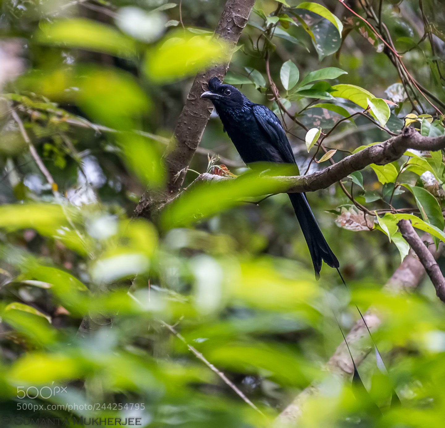 Nikon D810 sample photo. Greater racket tailed drongo photography