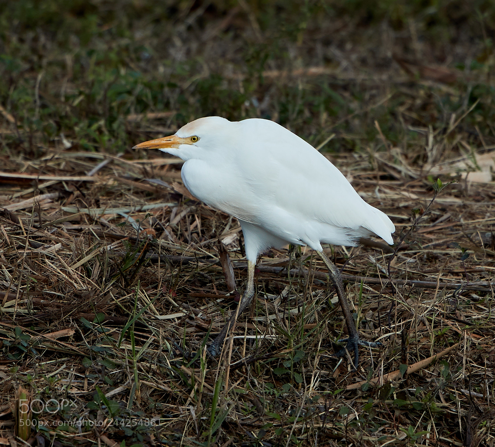 Canon EOS-1D X Mark II sample photo. 01-29-18-0001212.jpg photography