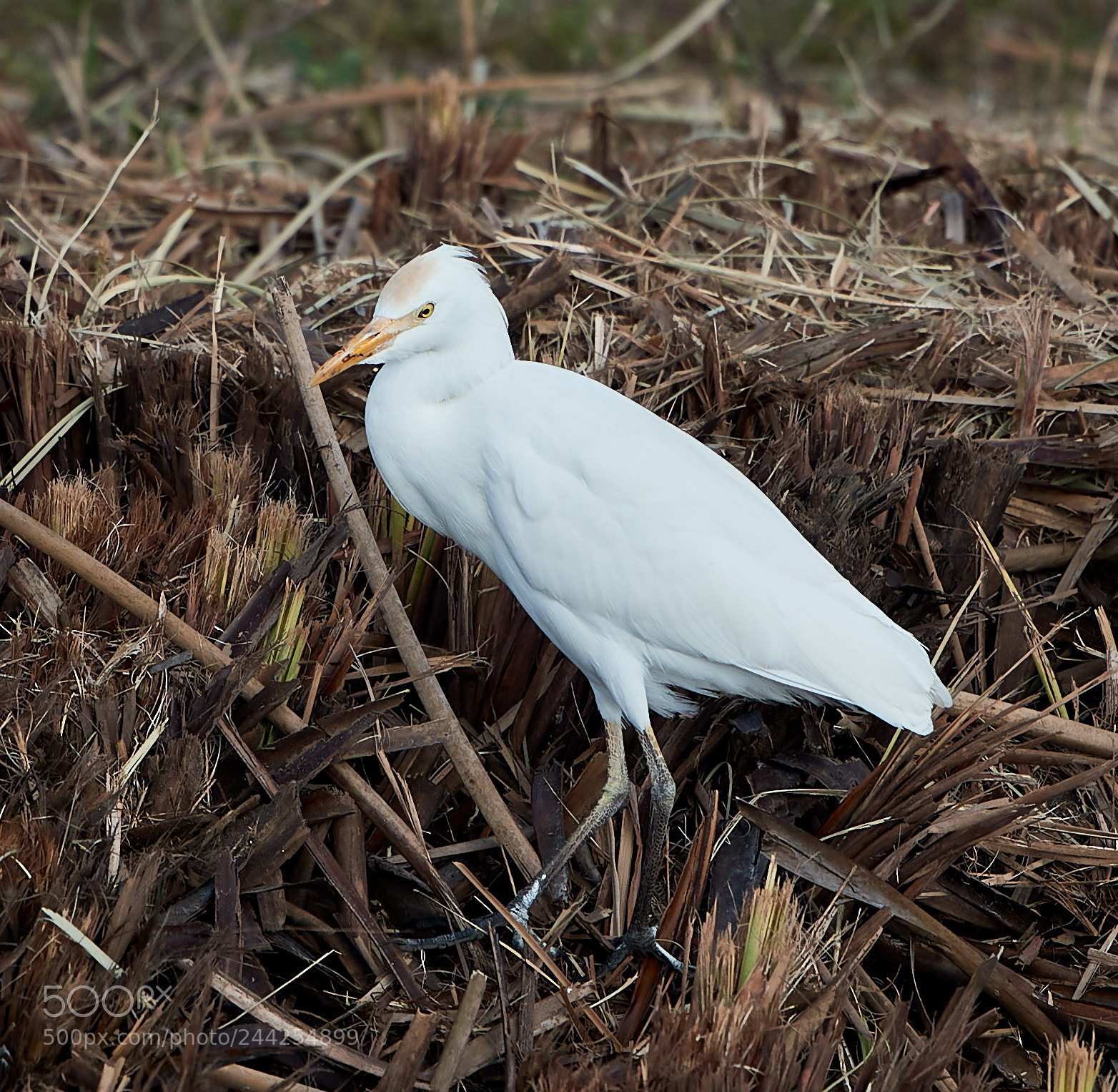 Canon EOS-1D X Mark II sample photo. 01-29-18-0001211.jpg photography