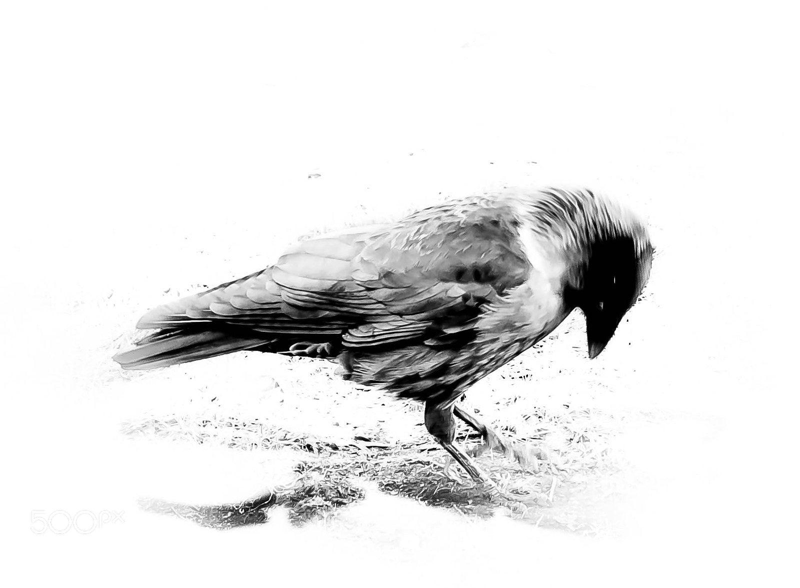 Nikon D500 sample photo. Aves photography