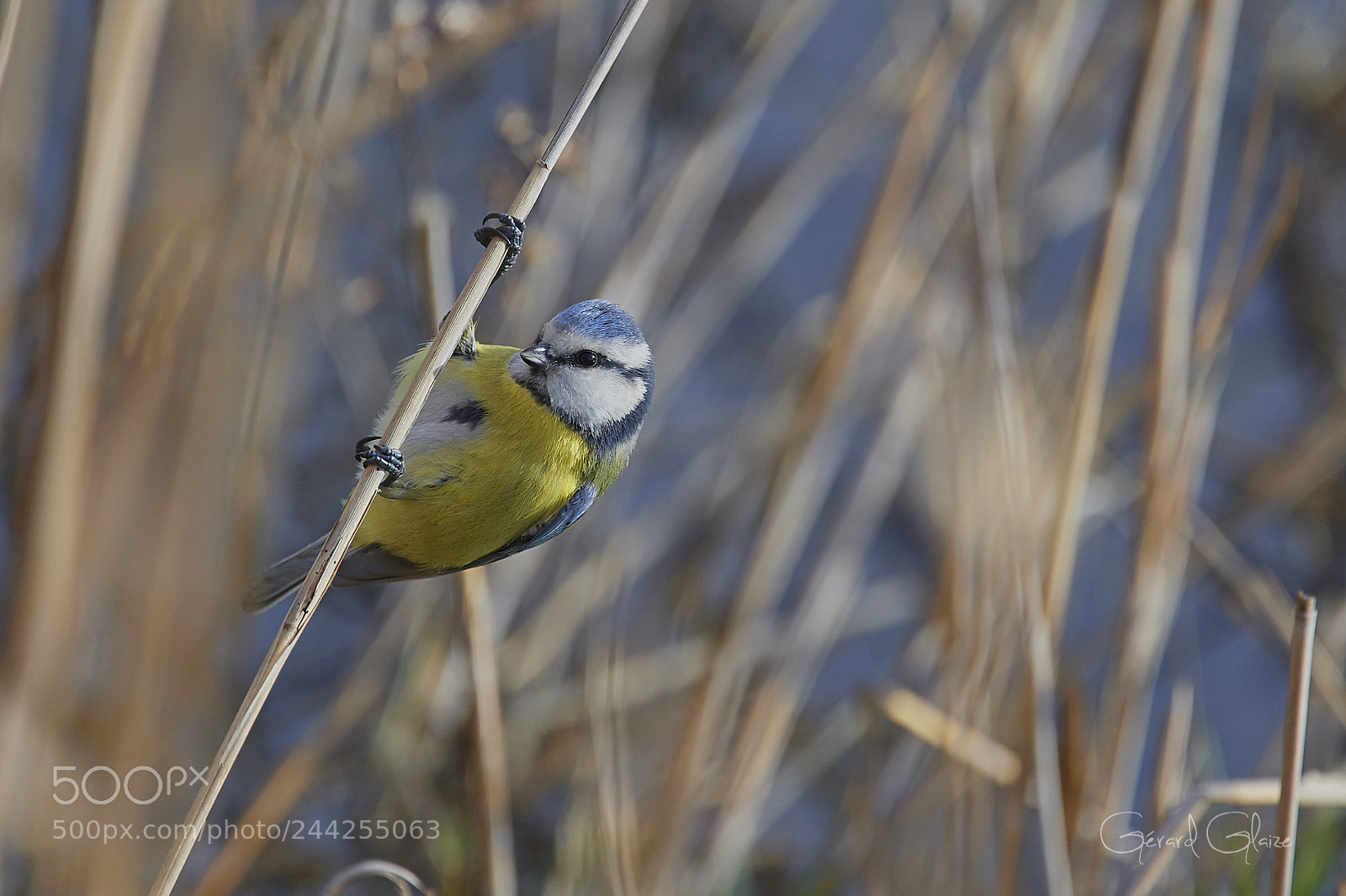 Nikon D500 sample photo. Eurasian blue tit photography