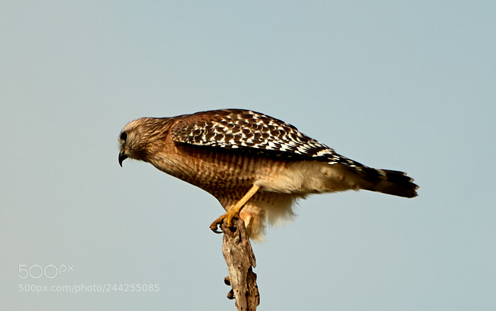 Canon EOS-1D X Mark II sample photo. 01-29-18-0001189.jpg photography
