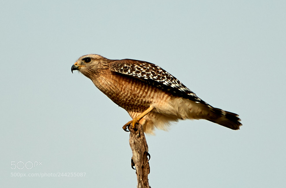 Canon EOS-1D X Mark II sample photo. 01-29-18-0001188.jpg photography