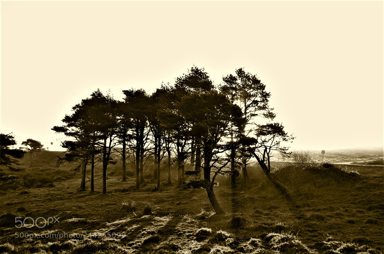 Nikon D40 sample photo. Piñeiral galicia 2016 photography