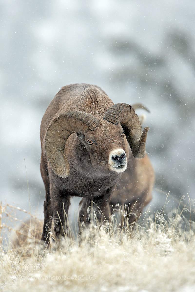 Canon EOS-1D X sample photo. Bighorn ram during rut photography