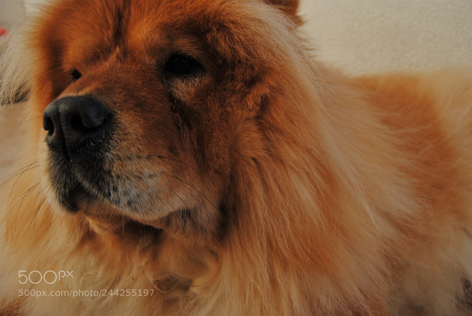 Nikon D3000 sample photo. 1/2 lion photography