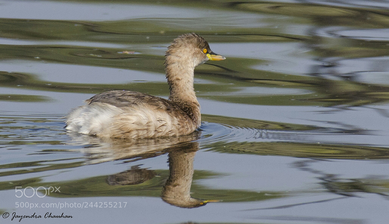 Nikon D5100 sample photo. Little grebe photography