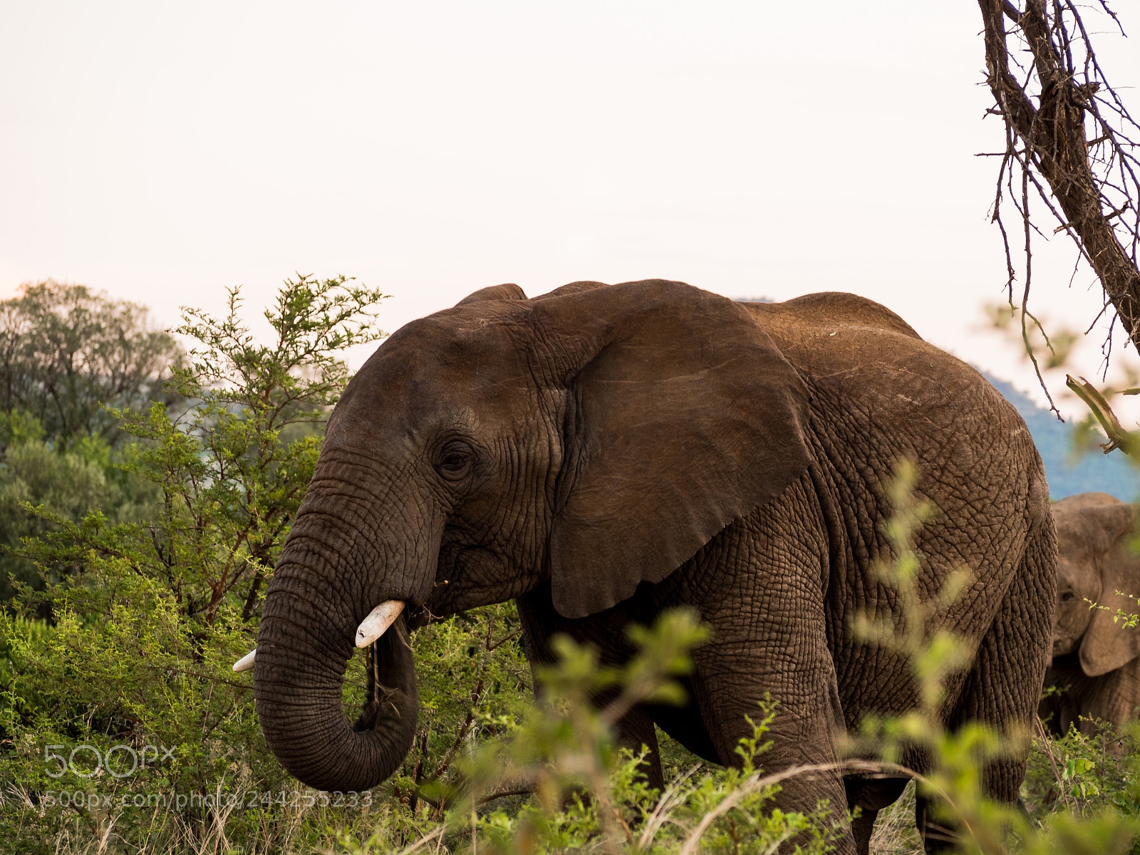 Olympus OM-D E-M5 sample photo. Big bull elephant photography