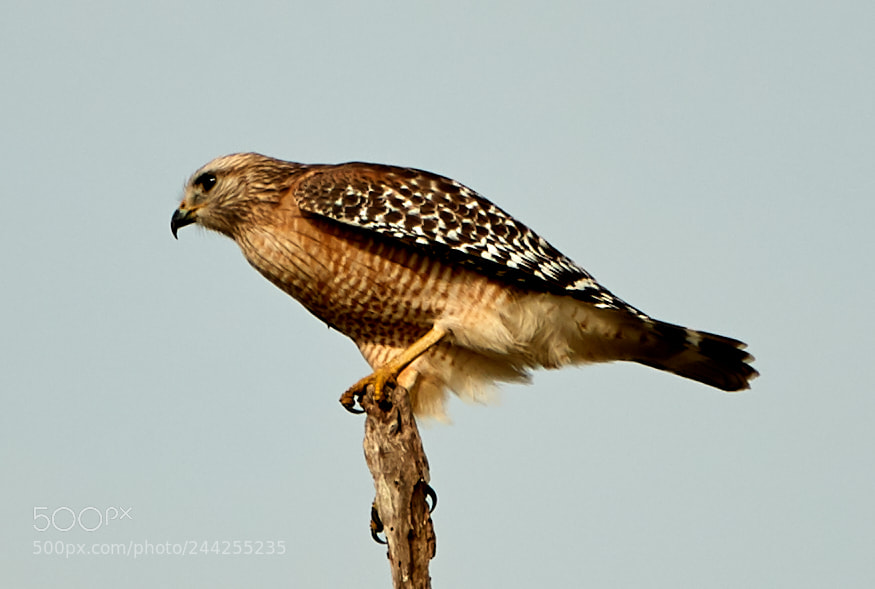 Canon EOS-1D X Mark II sample photo. 01-29-18-0001187.jpg photography