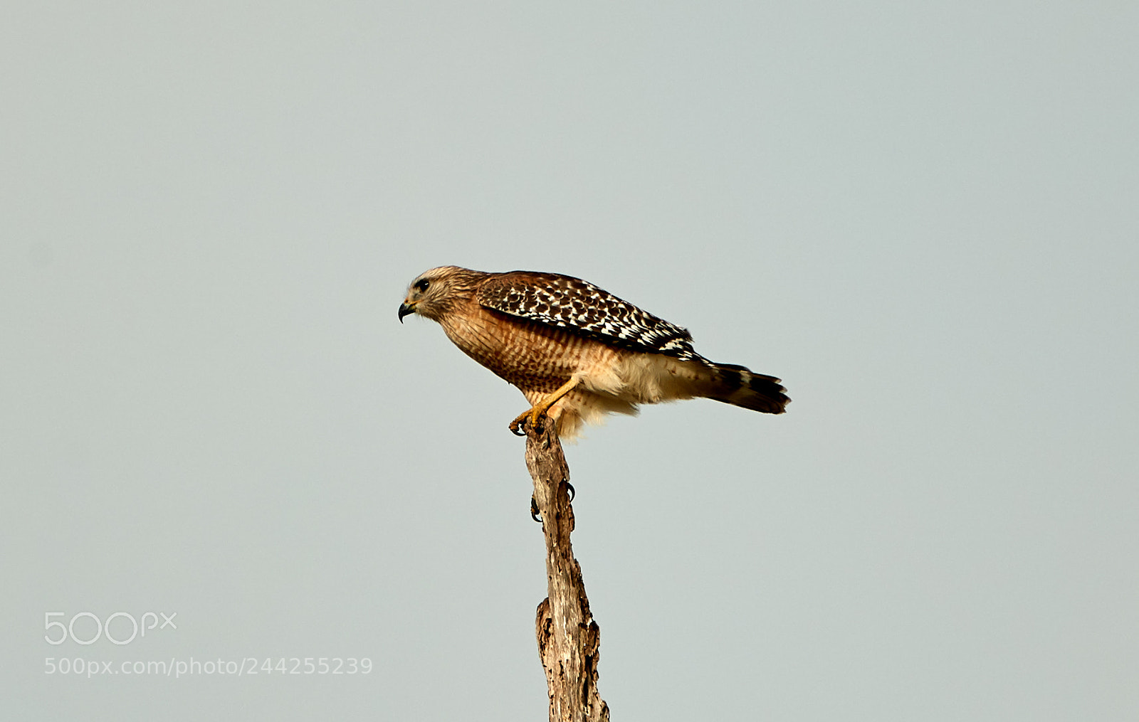 Canon EOS-1D X Mark II sample photo. 01-29-18-0001186.jpg photography