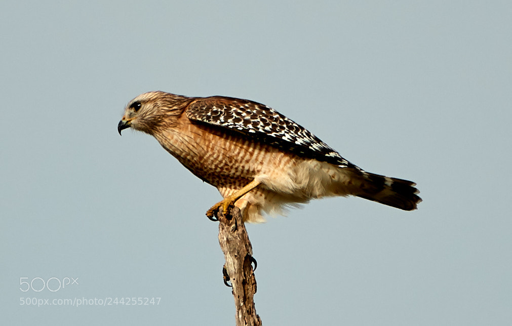 Canon EOS-1D X Mark II sample photo. 01-29-18-0001185.jpg photography
