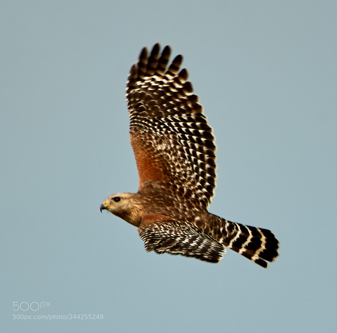 Canon EOS-1D X Mark II sample photo. 01-29-18-0001184.jpg photography