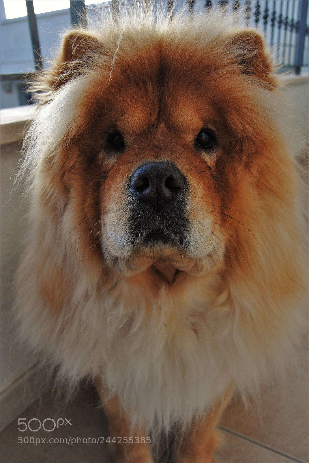 Nikon D3000 sample photo. Why so serious? photography