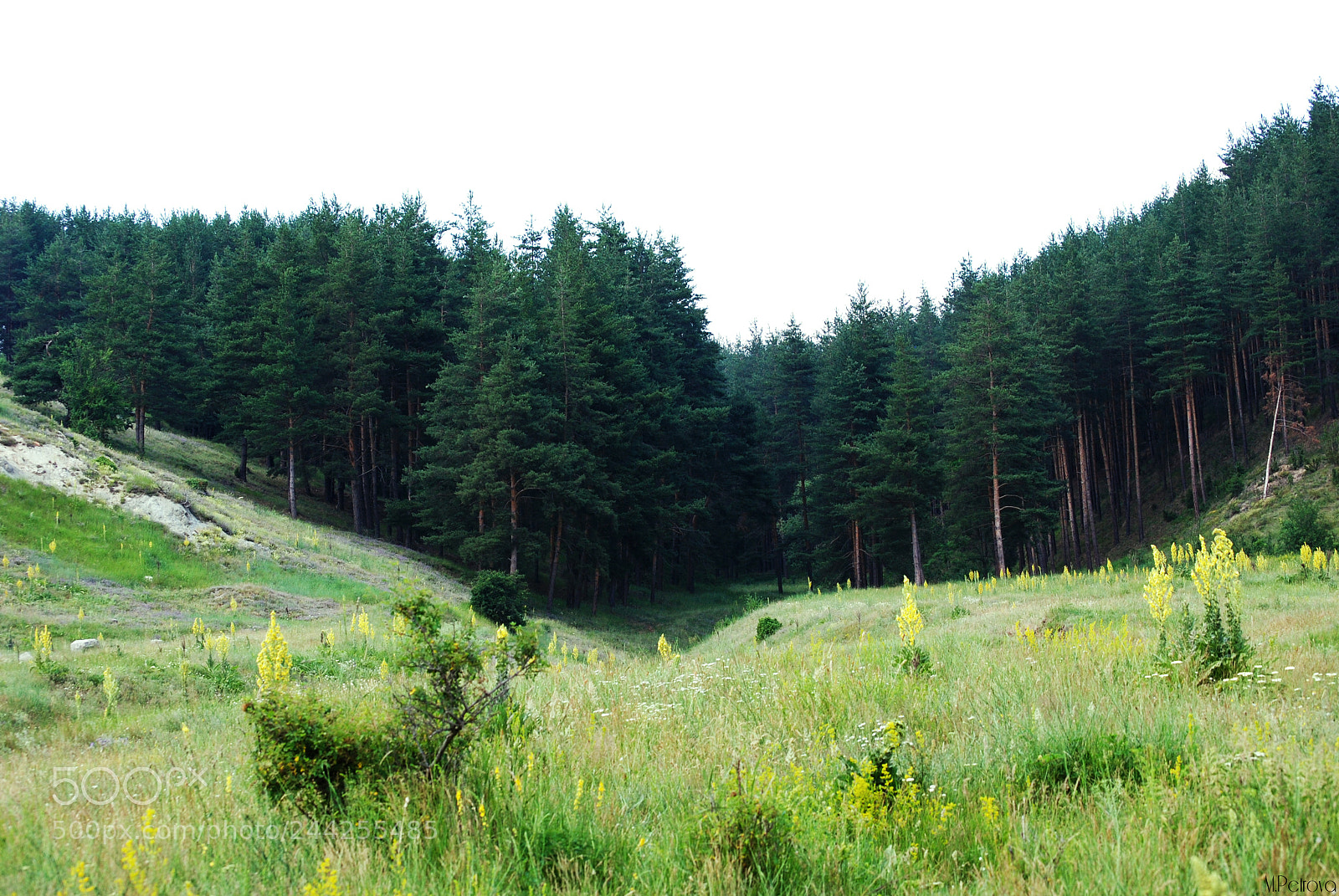 Nikon D3000 sample photo. Peaceful photography