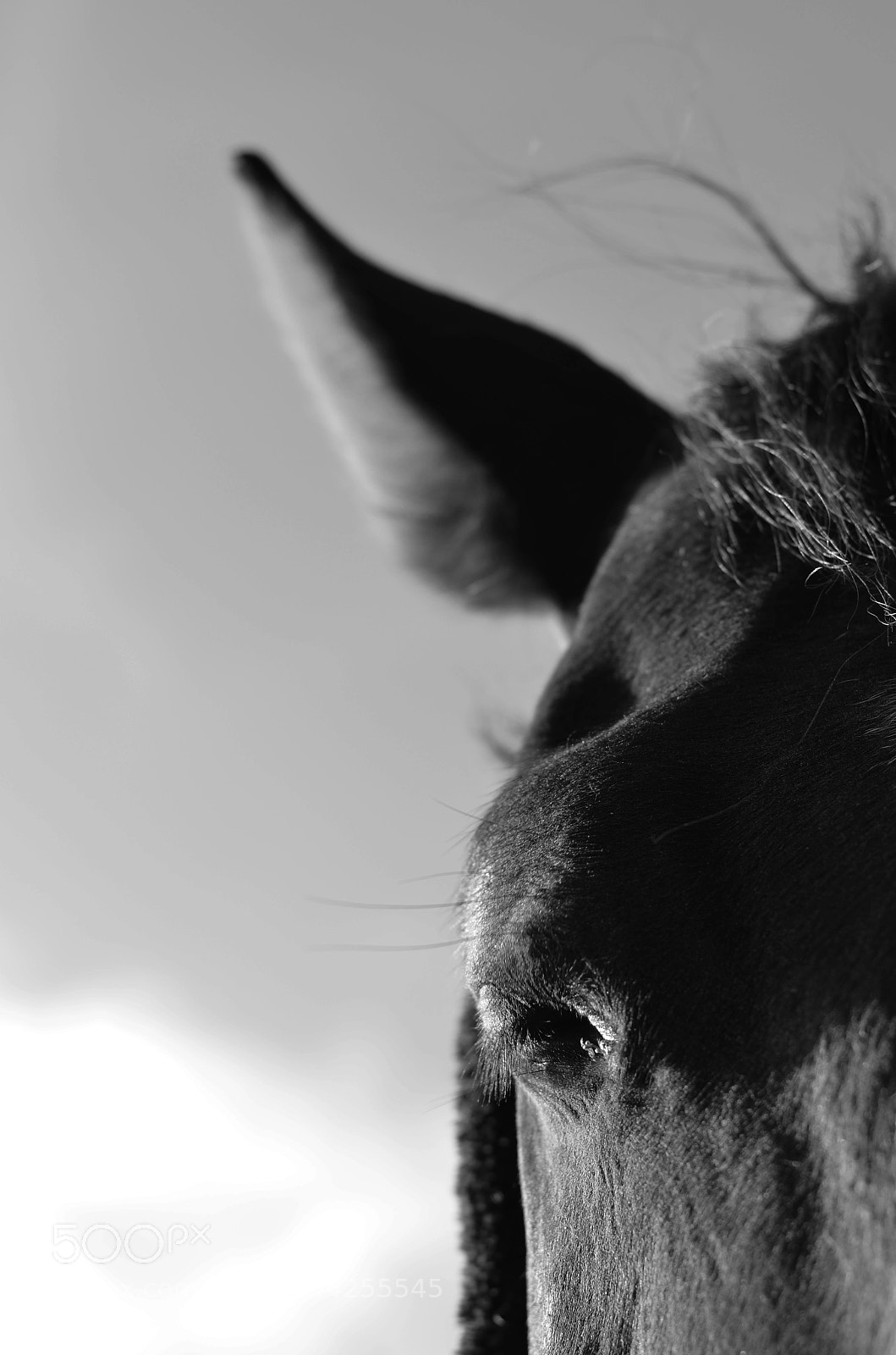 Nikon D5100 sample photo. Kleiner besuch photography