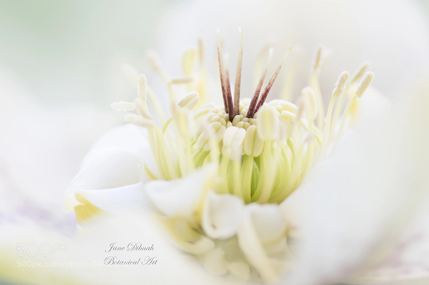 Canon EOS 7D Mark II sample photo. Hellebore photography