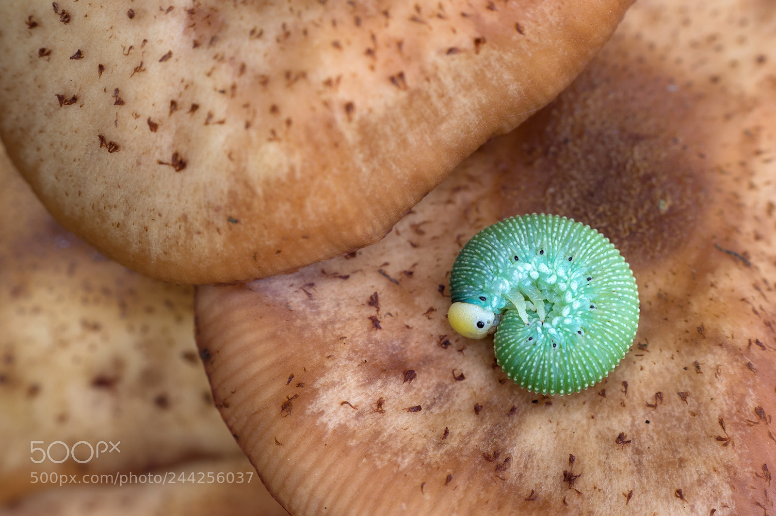 Pentax K-3 sample photo. Sawfly larva on mushrooms photography