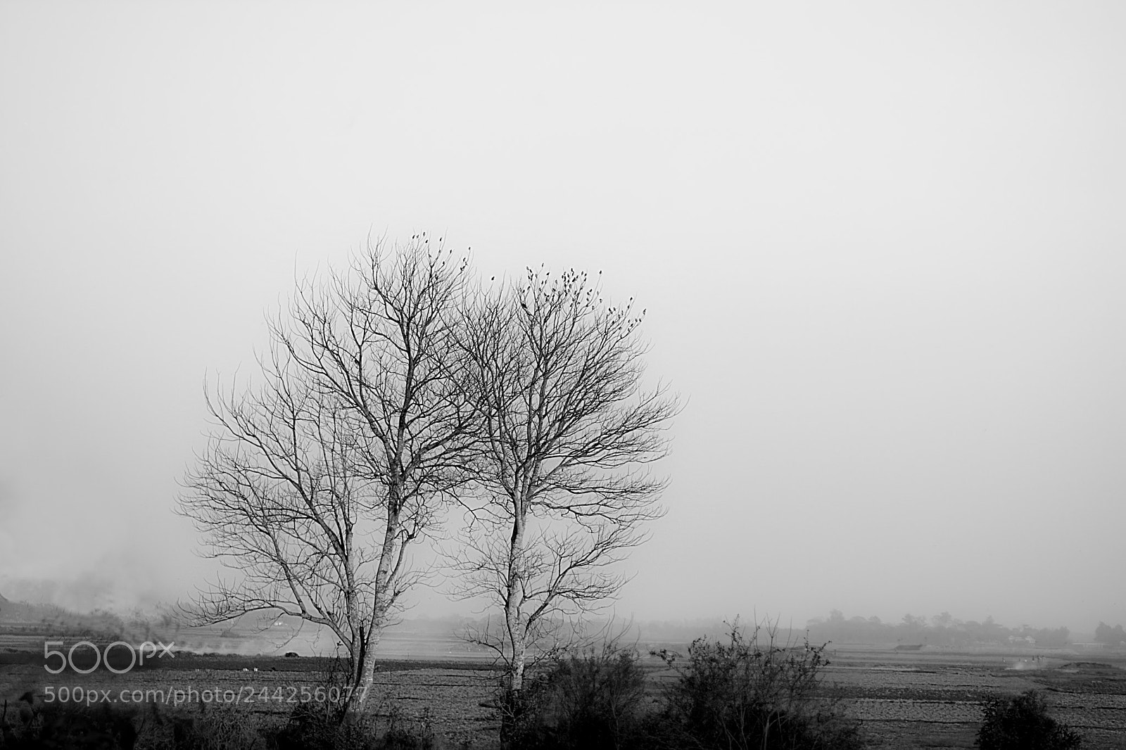 Nikon D7100 sample photo. Still alive photography