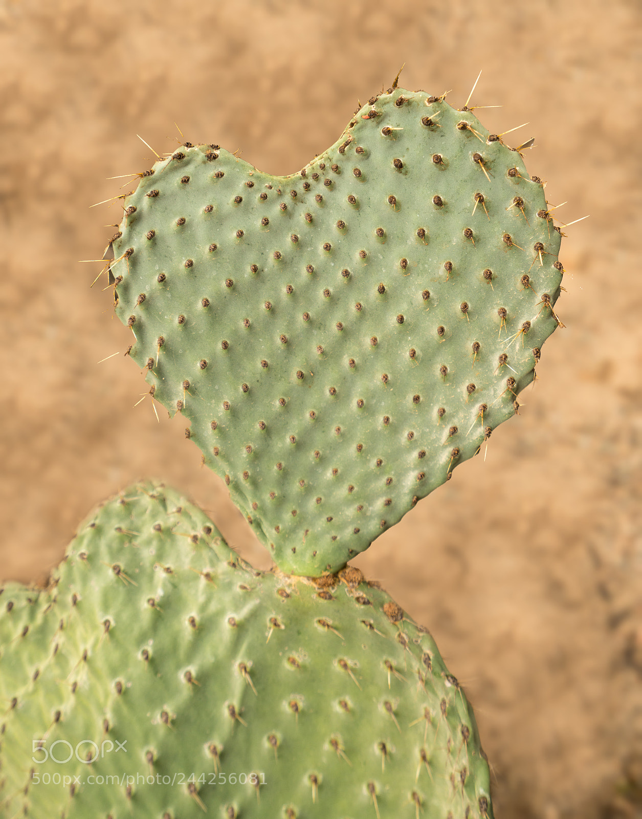 Sony a7R II sample photo. Heart shaped cactus called photography