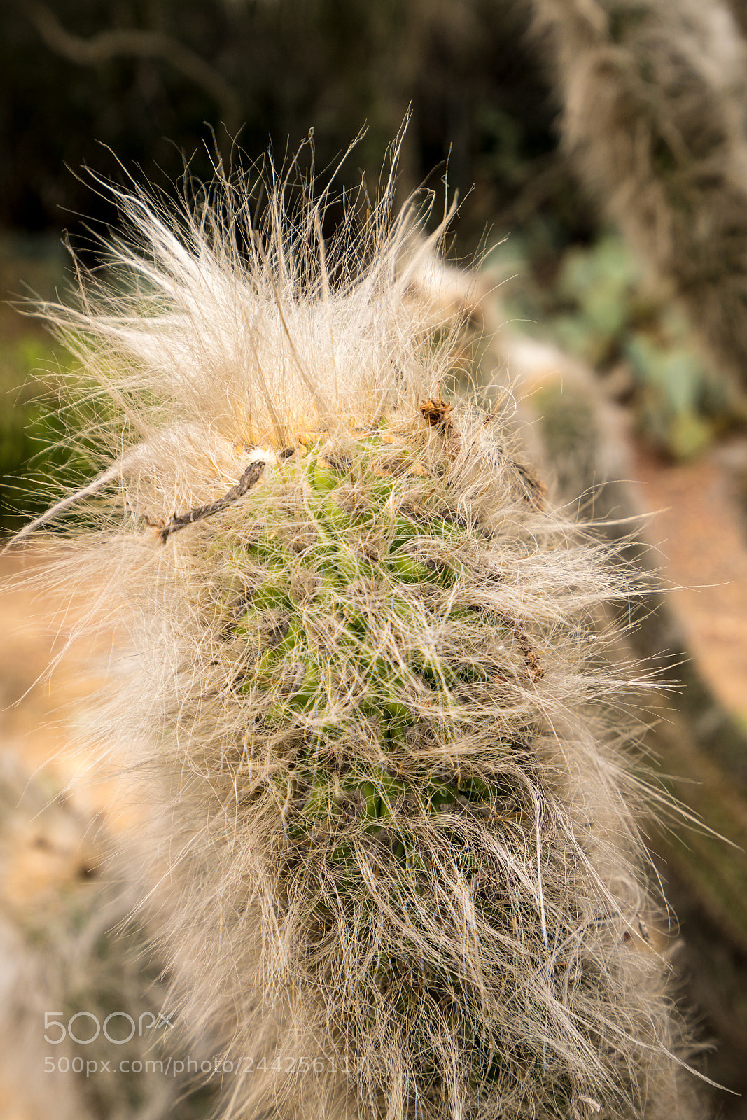 Sony a7R II sample photo. Close up hairy old photography