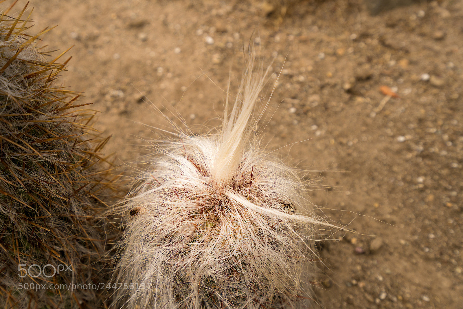 Sony a7R II sample photo. Close up hairy old photography