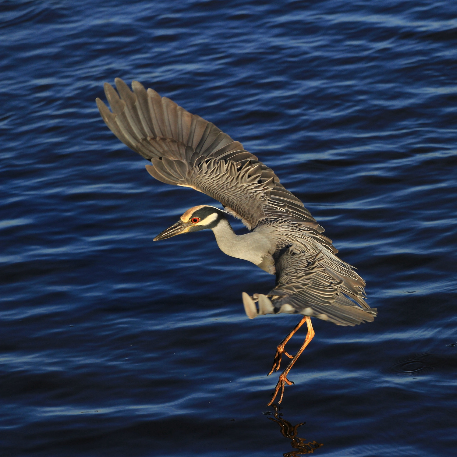 Canon EOS 7D + Canon EF 70-200mm F4L USM sample photo. Heron photography