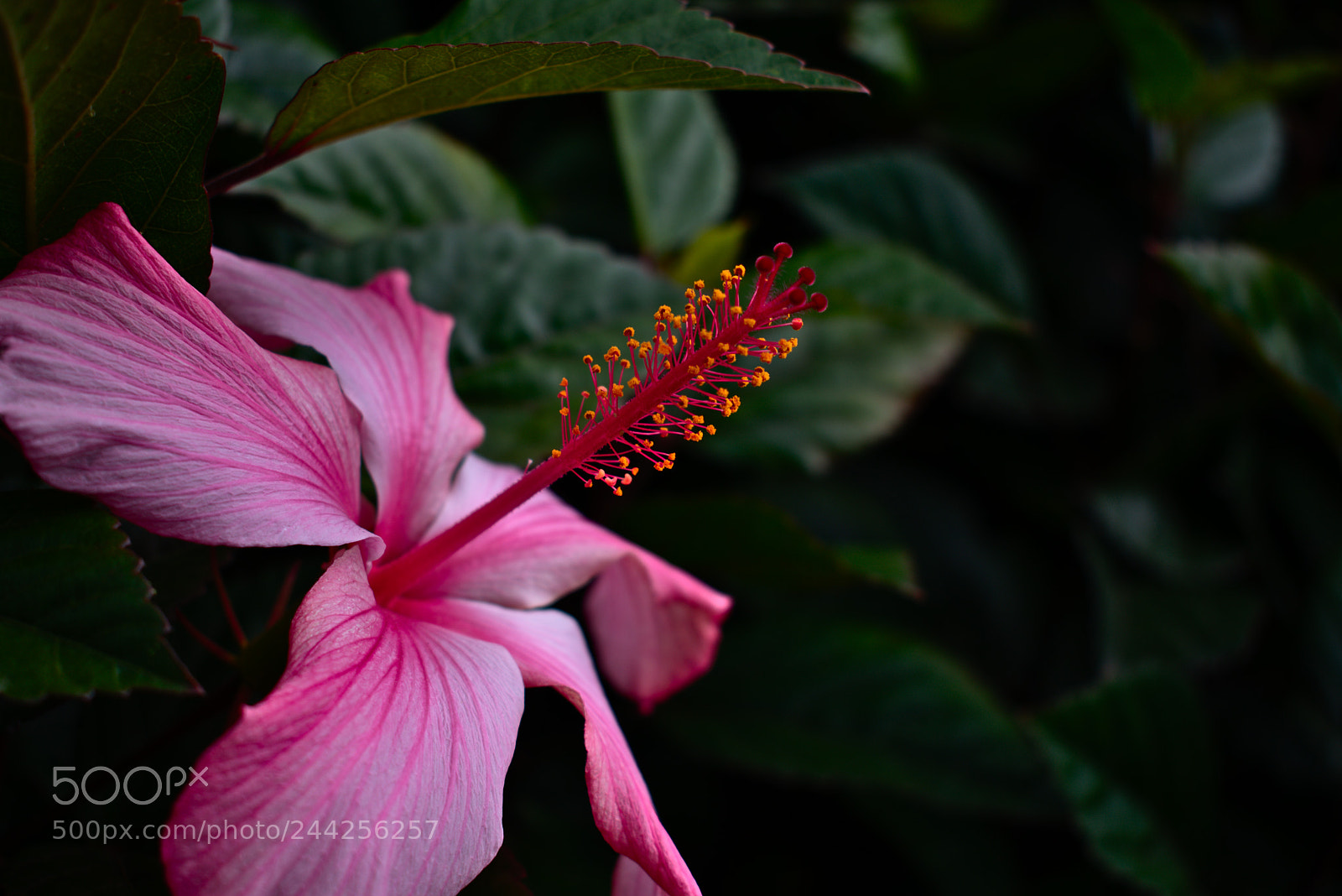 Nikon D3400 sample photo. Cayenne photography