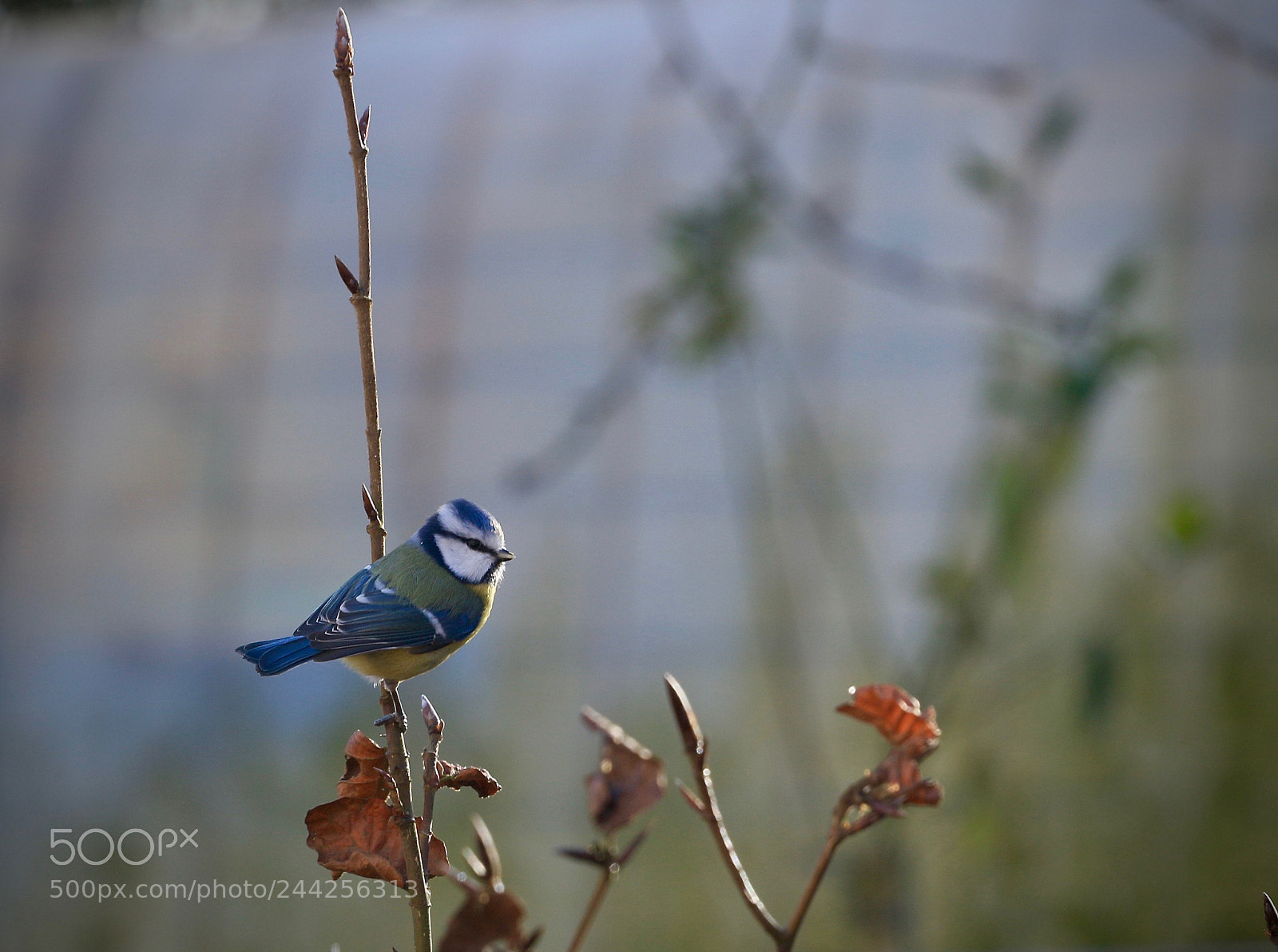 Canon EOS 7D Mark II sample photo. Blaumeise / blue tit photography