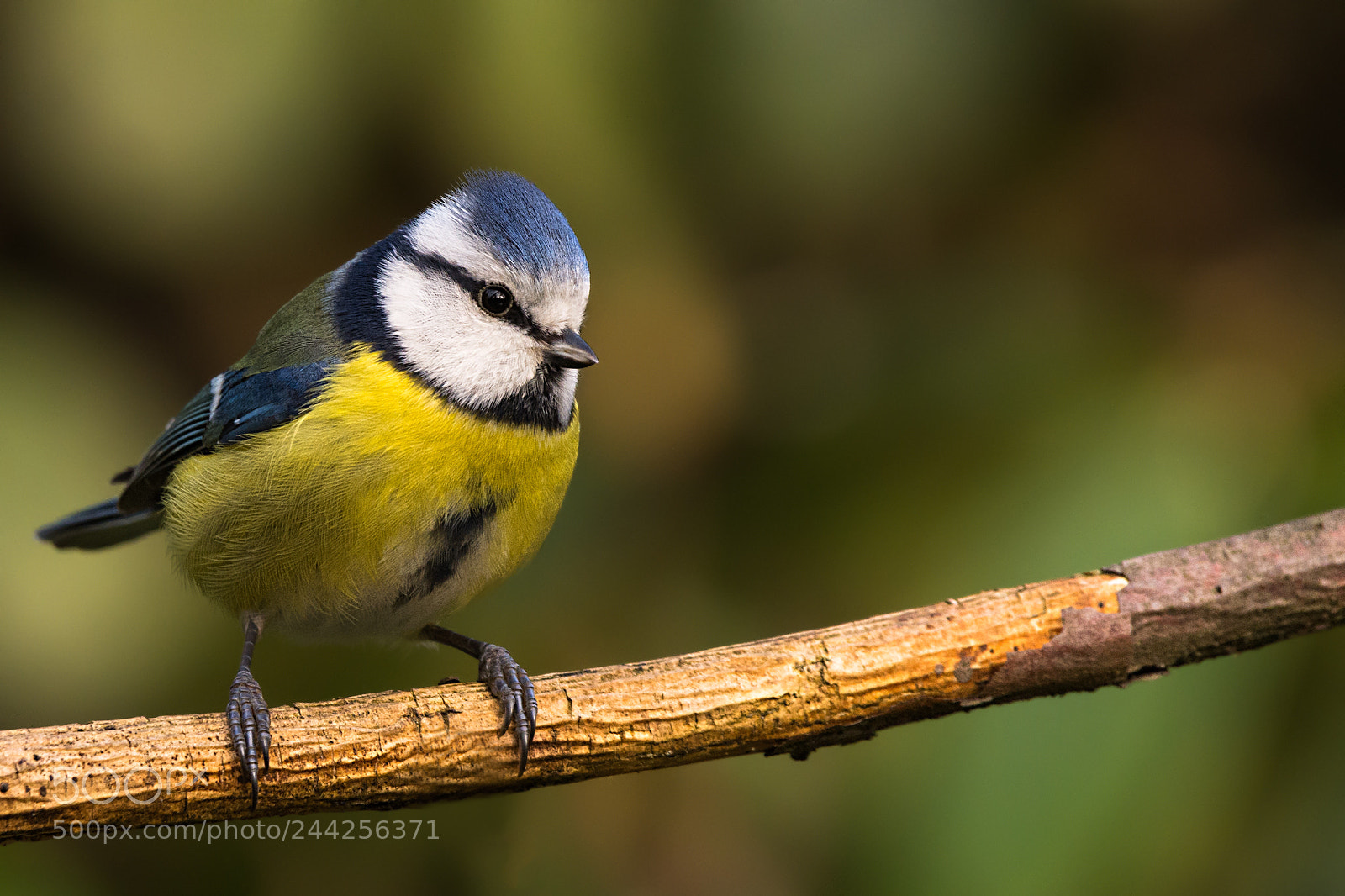 Nikon D7200 sample photo. Blue tit on a photography