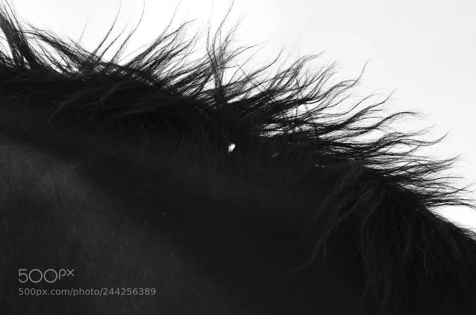 Nikon D5100 sample photo. Wind photography