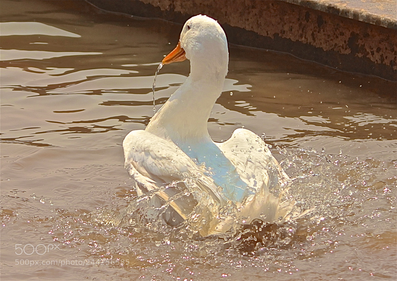 Canon EOS 1100D (EOS Rebel T3 / EOS Kiss X50) sample photo. Duck fountain photography