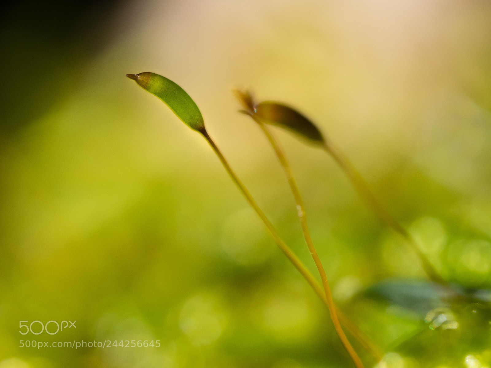 Olympus OM-D E-M1 sample photo. Mossy 1 photography