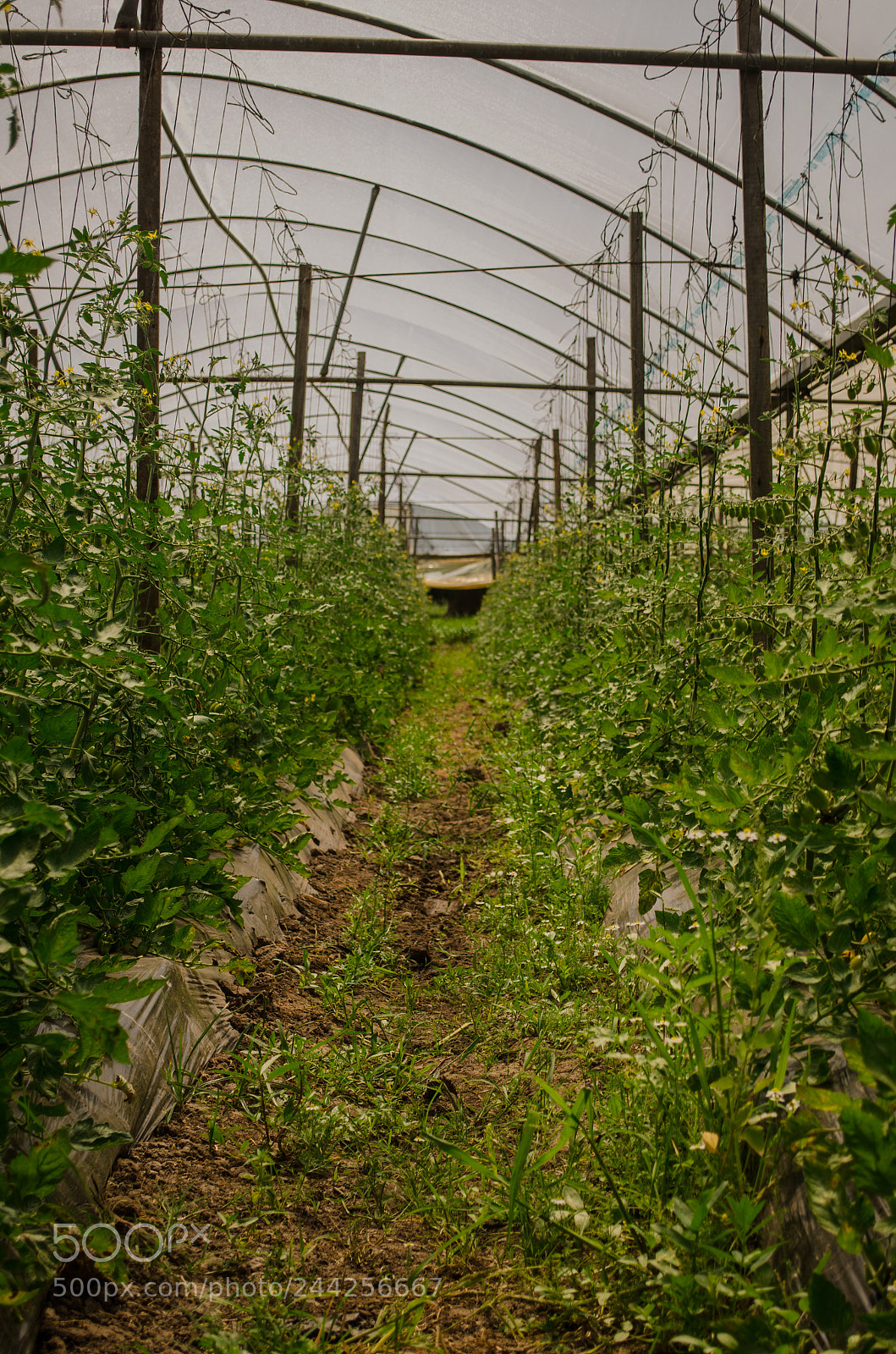 Nikon D5100 sample photo. Organic photography