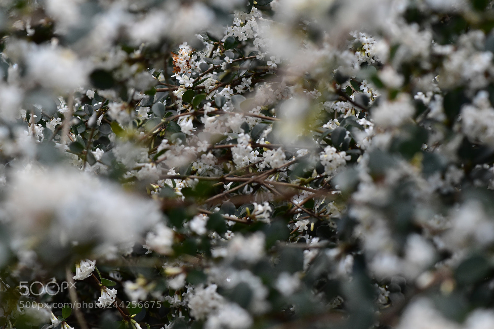 Nikon D5500 sample photo. 39181347684.jpg photography