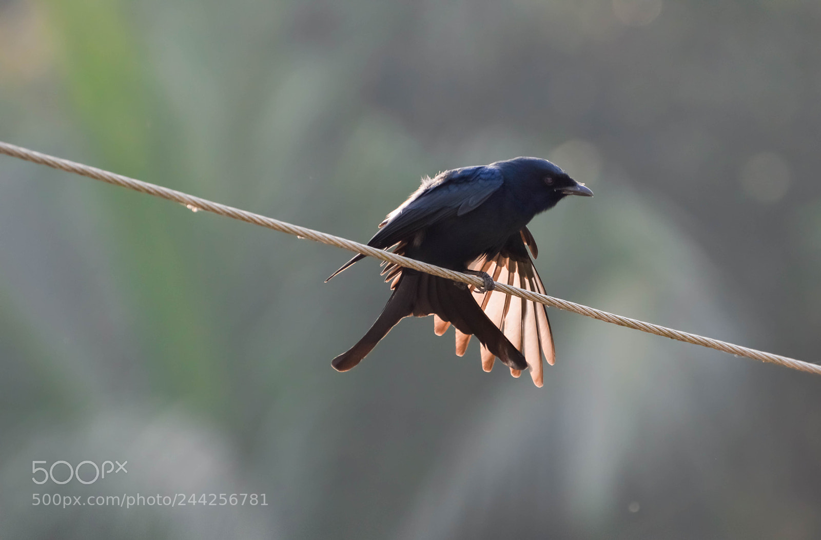 Nikon D3200 sample photo. Indian finge taking a photography