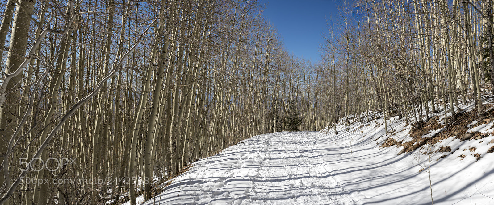 Nikon D810 sample photo. Aspen vista hike photography