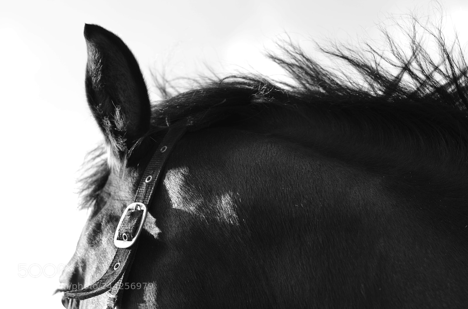 Nikon D5100 sample photo. Freedom photography