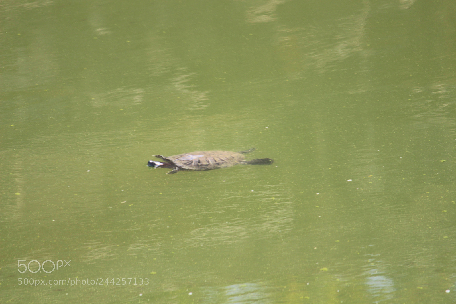 Canon EF-S 55-250mm F4-5.6 IS II sample photo. Slowstrongcreature photography