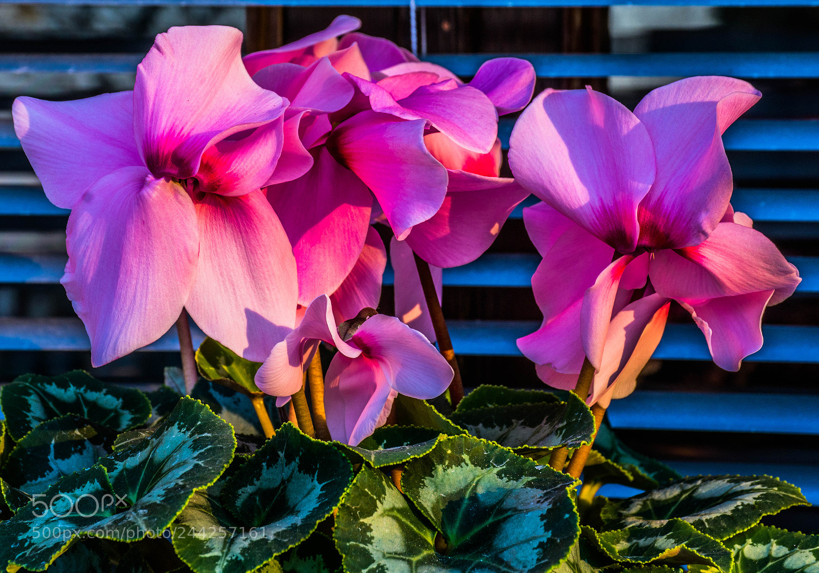 Nikon D7200 sample photo. Shades of a colour photography