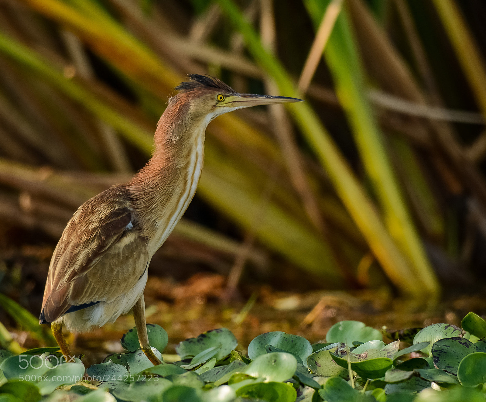 Nikon D7100 sample photo. Yellow bittern photography