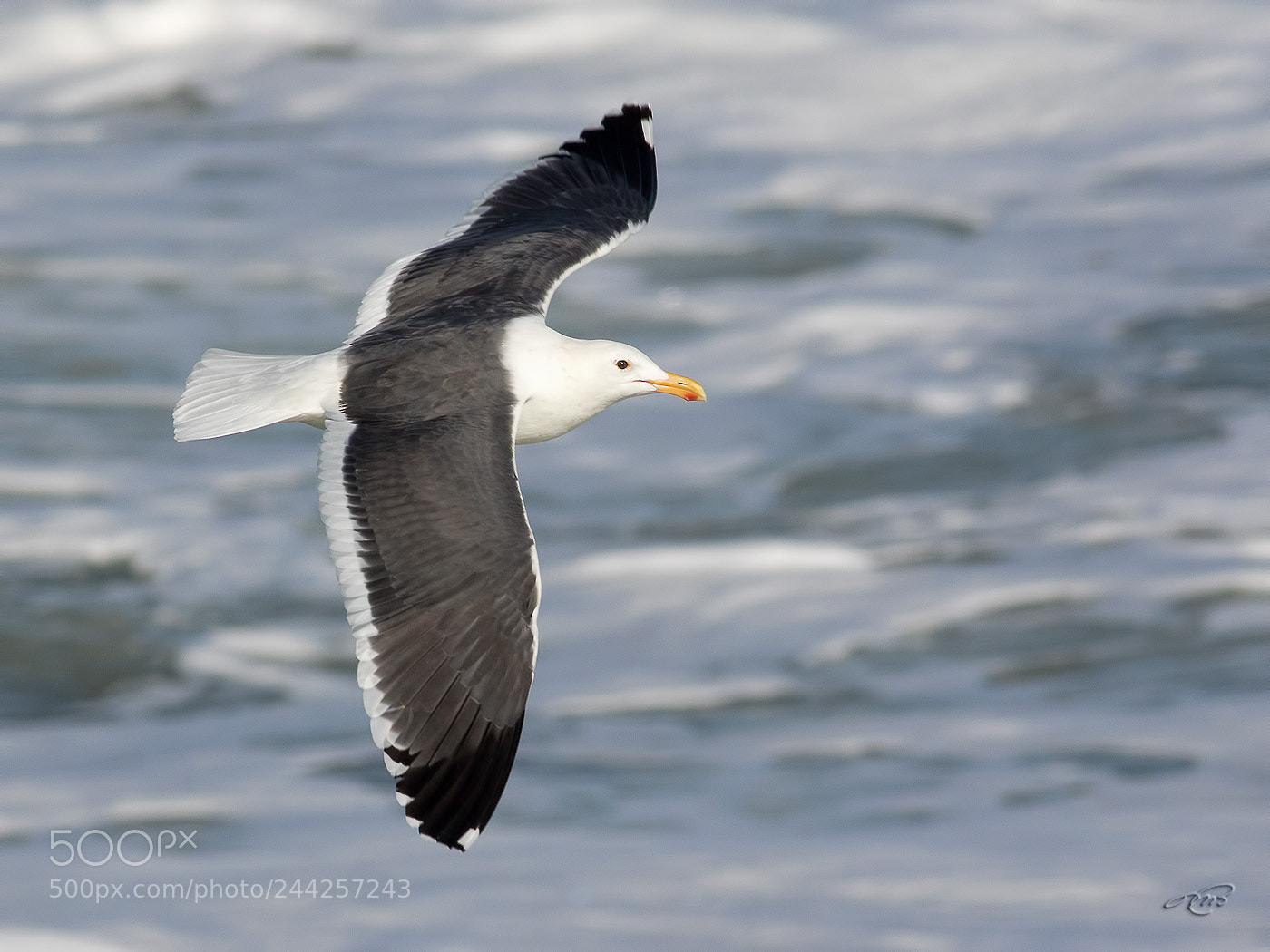 Canon EOS 7D Mark II sample photo. Western gull photography