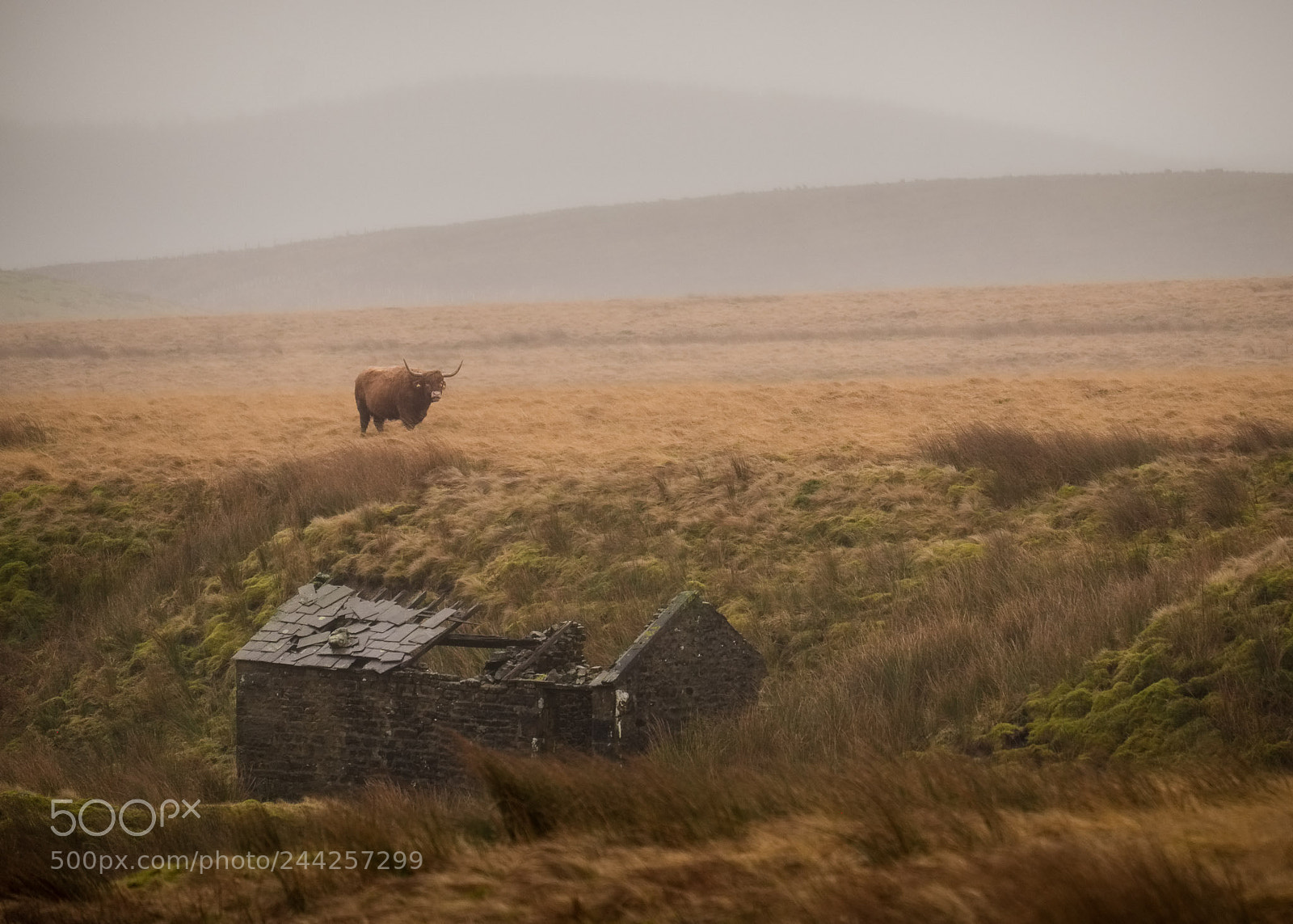 Fujifilm X-T1 sample photo. Highland cow, high side photography