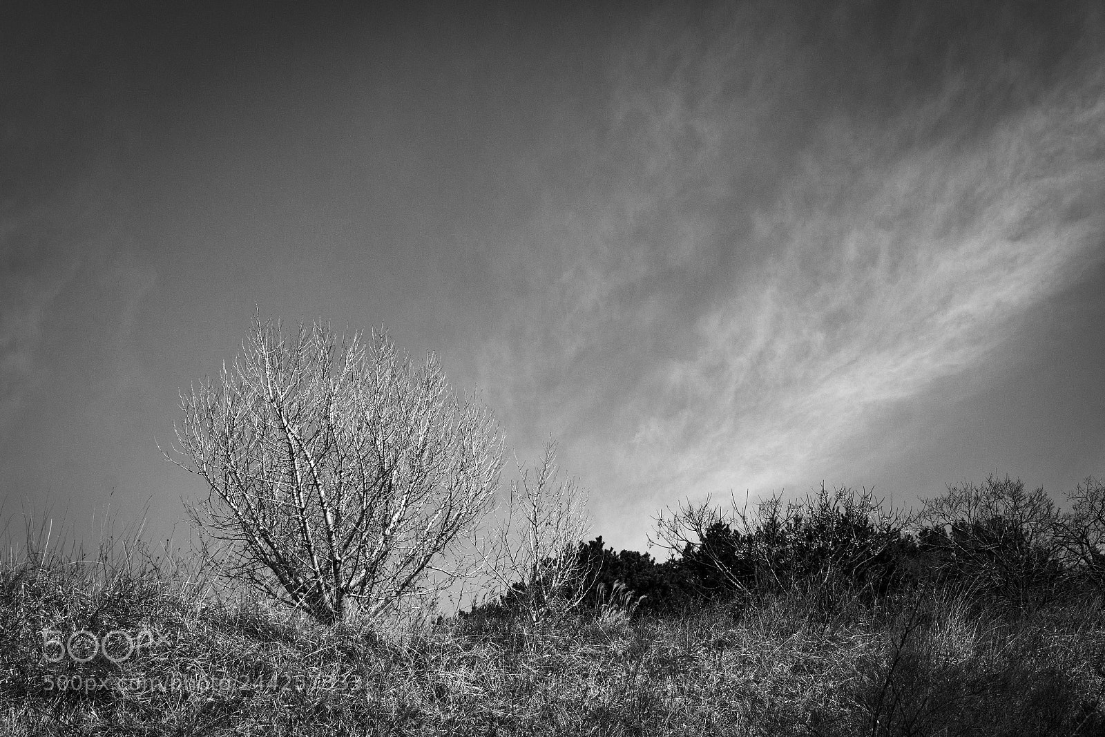 Canon EOS 100D (EOS Rebel SL1 / EOS Kiss X7) sample photo. A winter tree photography