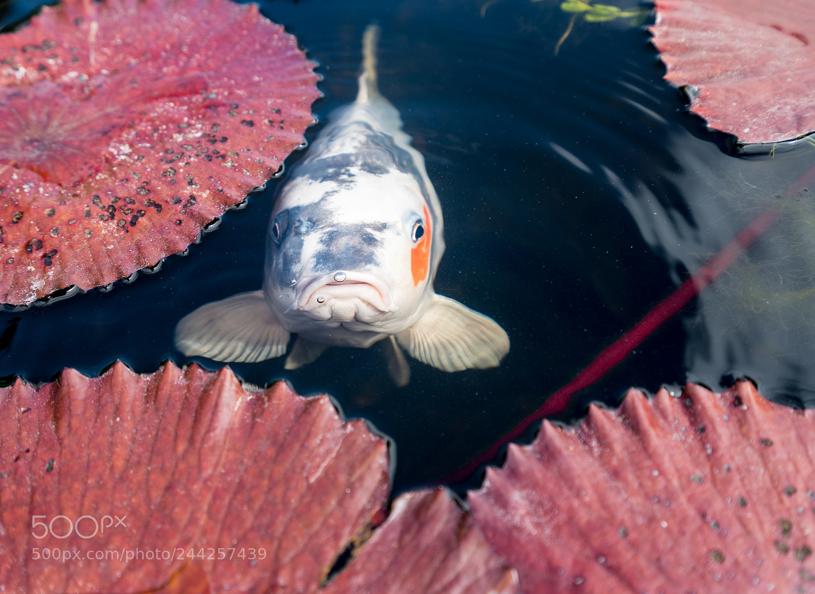 Sony a7R II sample photo. Surly carp looking at photography