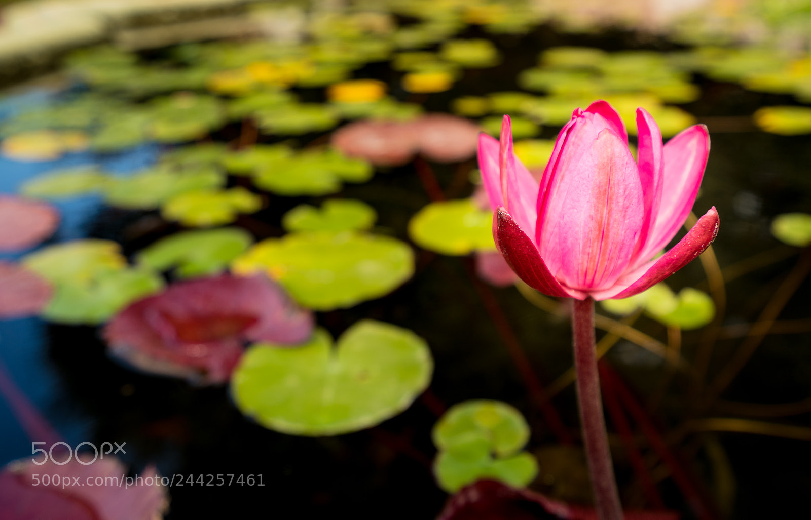 Sony a7R II sample photo. Pink lily in fountain photography