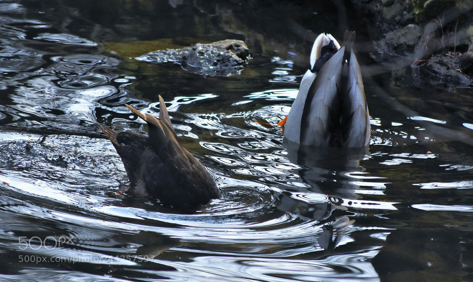 Nikon D7200 sample photo. Heart of whales photography