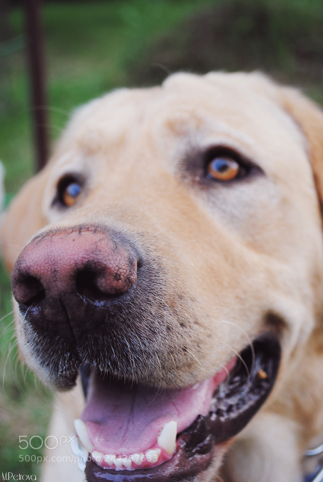 Nikon D3000 sample photo. Dog nose photography