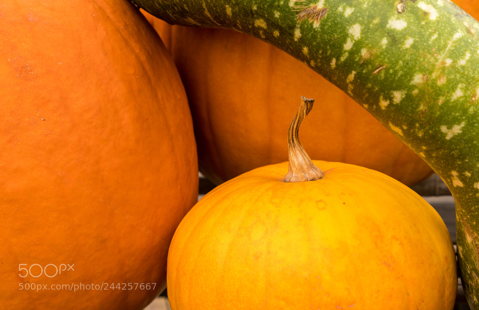 Sony a7R II sample photo. Pumpkins and gourd in photography