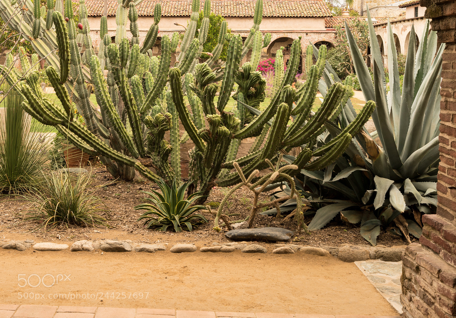 Sony a7R II sample photo. Thorny cacti plants in photography